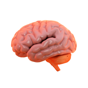 Мэргэжил сонголтын багц үнэлгээ 